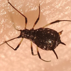 Uroleucon jaceae